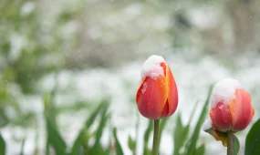 До -18 и снег: синоптики предупреждают о новой волне похолодания