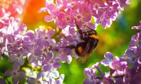 Жаркий и сухой май обещают синоптики