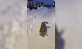 Более 40 тысяч случаев нападения бродячих животных на взрослых и детей зафиксировано в 2025 году в РК