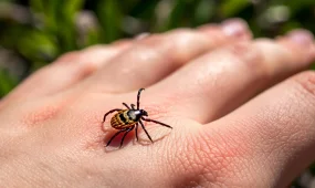 Врачи Мангистау рассказали, как защититься от укусов клещей весной