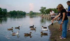 Учёный объяснил, почему уток нельзя кормить свежим хлебом