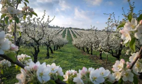 В Шымкенте раскрыта схема хищения средств на развитие яблоневых садов - ущерб превысил 430 млн тенге