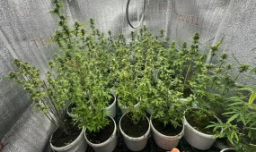 Жертөледе марихуана өсірген