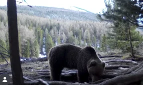 Медведь после зимней спячки попал в фотоловушку в Катон-Карагае