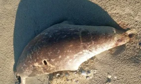 Почти сотню мертвых тюленей выбросило на берег Каспия в Мангистау