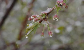 Бүгін үсік жүреді