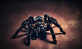 В поезде в Германии пассажирка забыла коробку с 20 пауками-птицеедами