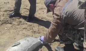 Каспий жағалауында итбалықтар қырылып жатыр