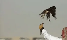 Соколиную охоту возрождают в Испании для борьбы с голубями