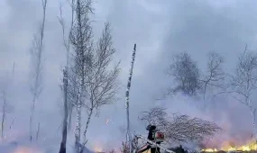 Пожар в 7,7 гектара едва не уничтожил лес в СКО