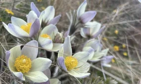 До трех лет тюрьмы: о штрафах и угрозах при сборе первоцветов предупредили в Нацпарке «Бурабай»