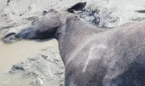 Более 100 лошадей погибли из-за непогоды в Мангистау