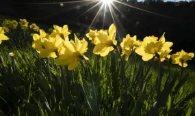 Погода без осадков установится в Астане, Алматы и Шымкенте 20 апреля