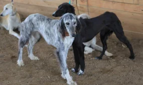 В Казахстане появится новый праздник - День казахского тазы и тобета