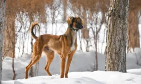 Қазақстанда жаңа мереке - Қазақ тазысы мен төбеті күні ресми түрде бекітілді