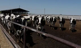 Многомиллионный спор между двумя компаниями привёл к гибели около 500 голов скота в Алматинской области