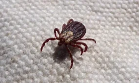 СҚО-да жүзге жуық адамды кене шаққан