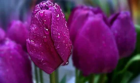 Грозы в Астане и Шымкенте, +25 в Алматы: погода в среду, 22 апреля