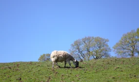 46 миллионнан асатын мал ұрлығы ашылды