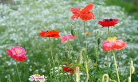 Алдағы күндері ауа райы 32 градусқа дейін жылиды