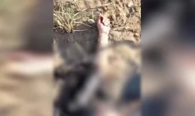 Тело женщины нашли в Павлодарской области