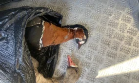 Ақмола облысында сирек кездесетін құстарды заңсыз аулағандар ұсталды