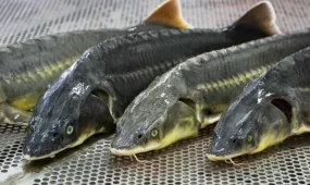 Житель Атырау получил семь лет тюрьмы за осетра в машине