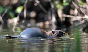Гамбург ищет способ остановить нашествие нутрий - спор разгорелся между властями и защитниками животных