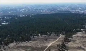 Тысячи саженцев сосны высадили на участке леса в «Семей Орманы», уничтоженного пожаром