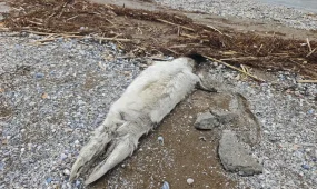 Десятки погибших тюленей вновь обнаружены в Мангистау