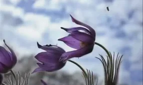 Дождь в Астане, ветер в Шымкенте: погода в воскресенье, 26 апреля