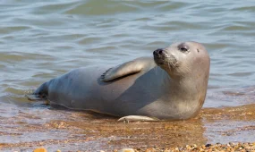 37 итбалықтың өлексесі табылды