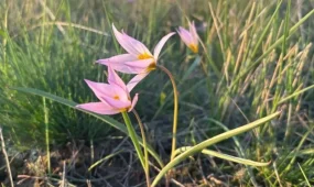 Қызыл кітапқа енген сирек қызғалдақ гүлдеді