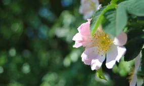 Елімізде күн 34 градусқа дейін ысиды