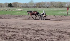 Лошадь откусила женщине палец на ипподроме в СКО