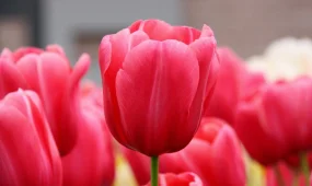 Нидерланд Корольдігі Қазақстанға 40 мың түп қызғалдақ тұқымын сыйлады