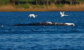 Киту Тимми стало хуже перед новой попыткой спасения