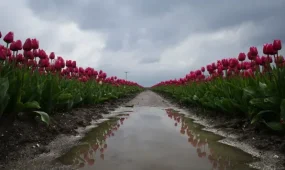 В Алматы гроза, в Шымкенте сильный ветер: погода во вторник, 28 апреля