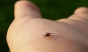 Кене арқылы тарайтын ауру күшейіп барады