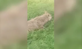 Түркістан облысында 4 жасар бүлдіршінді шибөрі талады