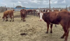БҚО-да жиырмадан астам ауылдың малы белгісіз дертке тап болды