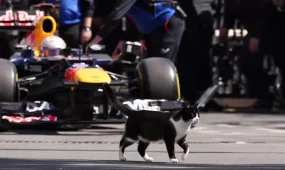 Кошка остановила подготовку к гонке на трассе в Стамбуле