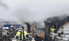 200 чихуа-хуа погибли при пожаре в Нижнем Новгороде