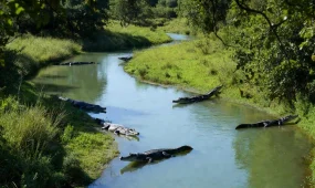 Экстремальный заплыв среди крокодилов установил новый рекорд (ВИДЕО)