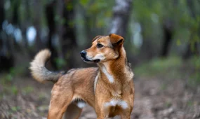 Сенат предлагает вернуть в Мажилис законопроект об обращении с животными для доработки