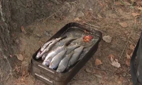 В области Абай и ВКО в ходе операции «Нерест» пресечено более 70 правонарушений