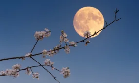 Цветочная Луна взойдёт над Казахстаном в начале мая