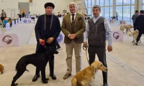 Астанада «Қазақы тазы» тұқымының көрмесі өтті