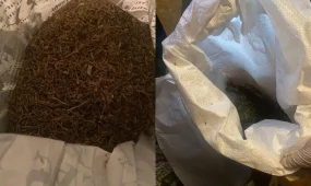 Көкшетауда полиция мотоцикл жүргізушісінен 5 келіден астам марихуана тәркіледі