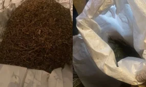Семейлік тұрғынның гаражынан 154 кг марихуана табылды
